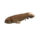 Fish #136 - Rhizodus - StreetPass Mii Plaza