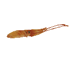 Fish #144 - Giant Squid - StreetPass Mii Plaza