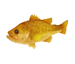 Fish #146 - Golden Bass - StreetPass Mii Plaza