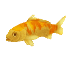 Fish #147 - Golden Koi - StreetPass Mii Plaza