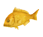 Fish #148 - Golden Bream - StreetPass Mii Plaza