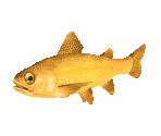 Fish #149 - Golden Rainbow Trout - StreetPass Mii Plaza