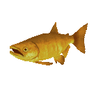 Fish #150 - Golden Salmon - StreetPass Mii Plaza