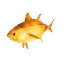 Fish #151 - Golden Tuna - StreetPass Mii Plaza