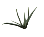Plant Small One - Oculus Home