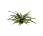 Plant Medium Two - Oculus Home
