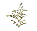 Plant Large Five - Oculus Home