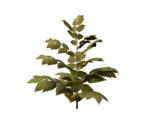 Plant Large Three - Oculus Home