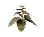 Plant Large Four - Oculus Home