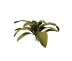 Plant Medium Five - Oculus Home