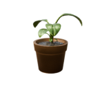 Plant Potted One - Oculus Home