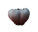 Cactus Bulb - Oculus Home