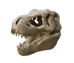 T-Rex Skull - Oculus Home