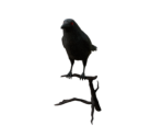 Ruby-Eyed Crow - Oculus Home
