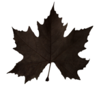 Dead Leaf - LittleBigPlanet 3 (Prototype)