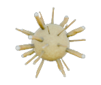 Pinthi - Star Control: Origins