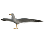 Seagull - Half-Life 2