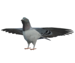 Pigeon - Half-Life 2