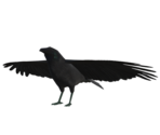 Crow - Half-Life 2