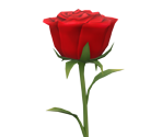 Rose - Dolphin Wave