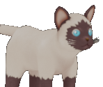 Cat (Siamese) - Story of Seasons: A Wonderful Life