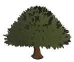 Tree - Black Oak - Rec Room