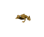 Gold Frog - House of the Dead 4
