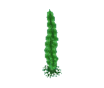 Seaweed - Super Mario 64 DS