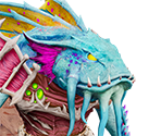 Selkath - Watcher of Realms