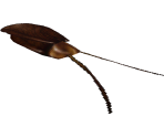 Large Roach - Resident Evil: Survivor