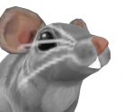 Tiny Mouse - CoComelon: Play with JJ