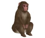 Japanese Macaque (Snow Monkey) - Suikoden V