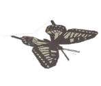 Swallowtail - Katamari Damacy