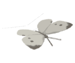 White Butterfly - Katamari Damacy