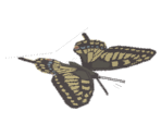 Yellow Swallowtail - Katamari Damacy