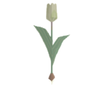 White Tulip - Katamari Damacy