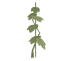 Cucumber Plant - Katamari Damacy