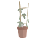 Morning Glory - Katamari Damacy