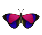 Agrias Butterfly - Animal Crossing: New Horizons