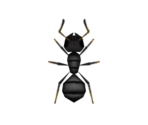 Ant - Animal Crossing: New Horizons