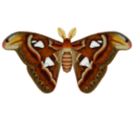 Atlas Moth - Animal Crossing: New Horizons