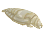 Parasite - How Fish Is Made