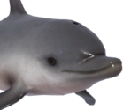 "Dolphin Blow" Dolphin - Final Fantasy VII: Ever Crisis
