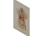 Anatomy Poster - Wolfenstein II: The New Colossus