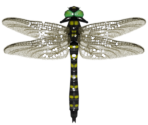 Banded Dragonfly - Animal Crossing: New Horizons