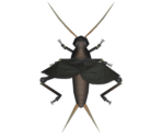 Bell Cricket - Animal Crossing: New Horizons