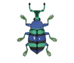Blue Weevil Beetle - Animal Crossing: New Horizons