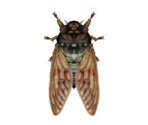 Brown Cicada - Animal Crossing: New Horizons