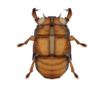 Cicada Shell - Animal Crossing: New Horizons