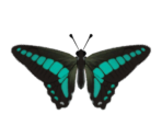 Common Bluebottle - Animal Crossing: New Horizons